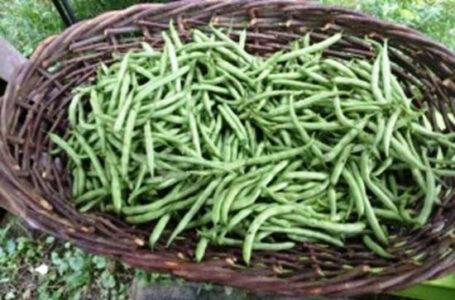 Gardening While Renting Image